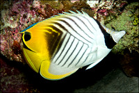 Wakatobi Underwater - Fish Gallery I
