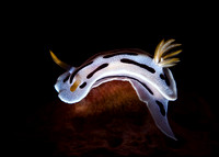 Wakatobi Underwater - Sea Slugs and Sea Worms