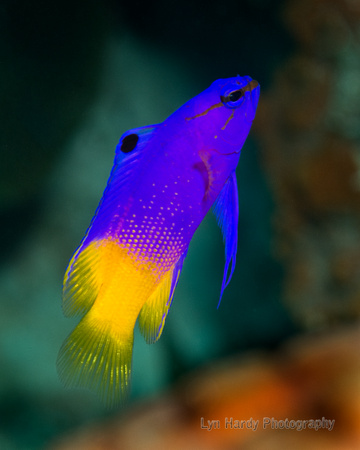 Fairy Basslet Fish