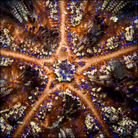 Wakatobi Underwater  - Starfish and Sea Urchins