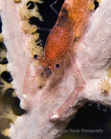 Unidentified Shrimp on Gorgorian Coral