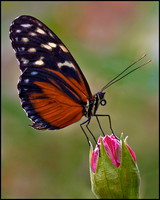 Disturbed Tigerwing Butterfly