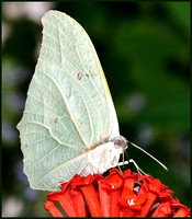 Ghost Sulpher Butterfly