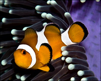 Wakatobi Underwater - Anemone Fish