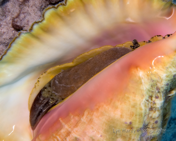 Conch and Shell