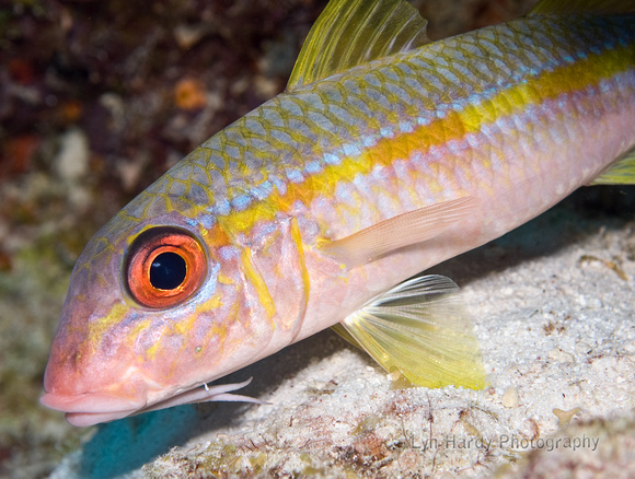 Spotted Goatfish, Active Color Phase