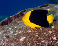 Rock Beauty Fish