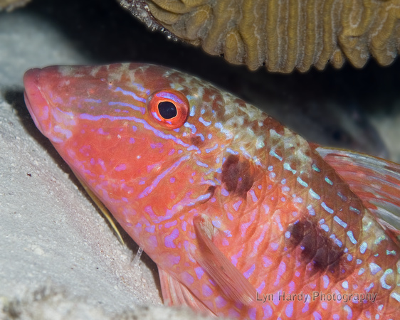 Spotted Goatfish, Inactive Color Phase