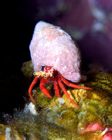 Red Hermit Crab in Shell