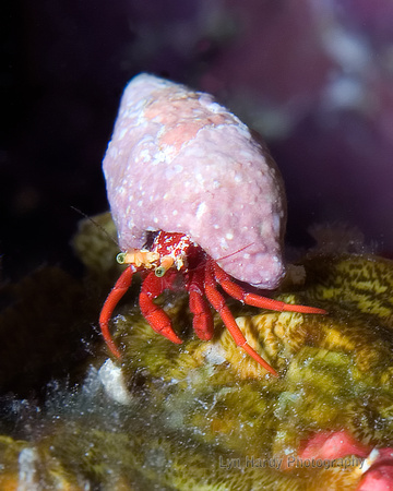 Red Hermit Crab in Shell
