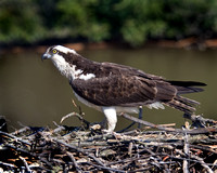 Osprey in Nest