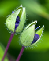 Flower Buds