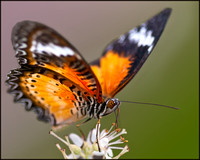 Common Lacewing Butterfly